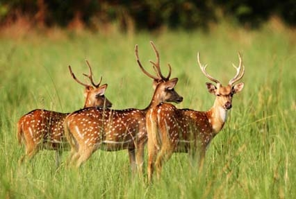 Jim Corbett